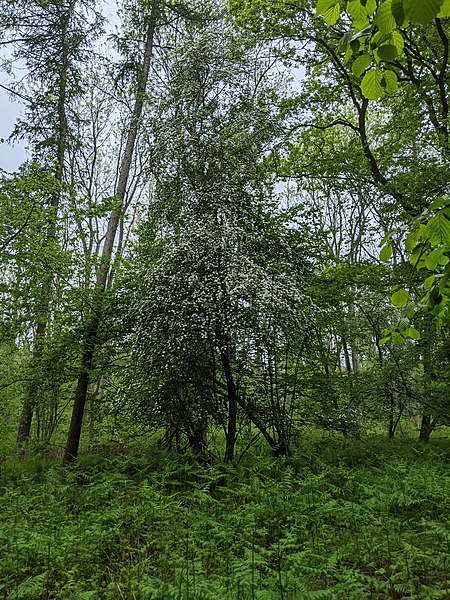 File:-2021-05-27 Hawthorn Tree, Bourne Wood, Bourne, Lincolnshire.jpg