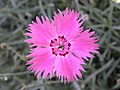 Esemplare di Dianthus plumarius dal caratteristico colore rosa acceso, in Inglese comunemente noto come "common pink" o "garden pink", o semplicemente "pink", da cui l'origine del nome.