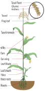 Maize plant diagram, large labels.svg