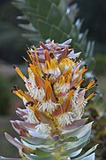 Mace pagoda flowerhead