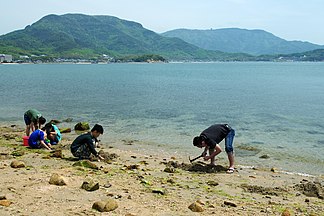 Clam digging