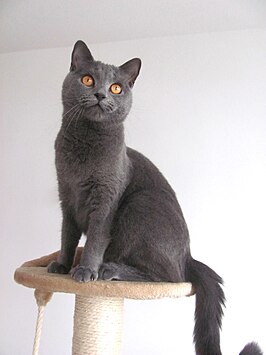 Chartreux