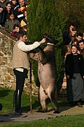 Dancing bear in France, 2007