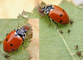 Коровка изменчивая (Hippodamia variegata)