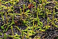 Lycopodes inondés et droseras à feuilles rondes