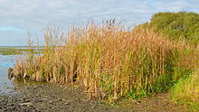 Bosquet de roseaux sur une rive du lac