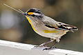 Striated Pardalote with nesting material