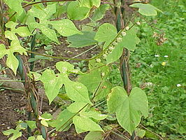 Spaanse vlag (plant)