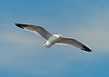 Image 92Ring-billed gull in flight over Red Hook, Brooklyn