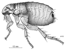 SIPH Pulicidae Ctenocephalides felis felis.png