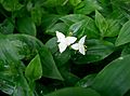 Tradescantia fluminensis