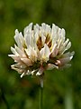 Trifolium repens