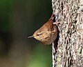 Image 78Winter wren in Prospect Park