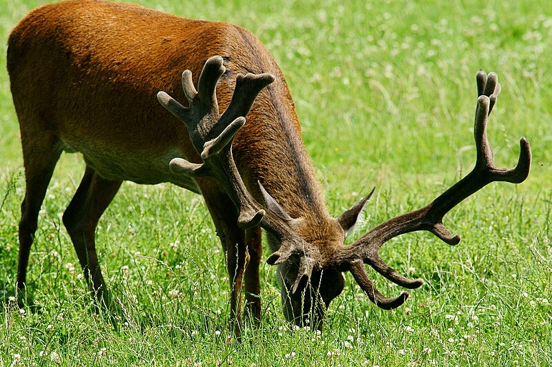 File:'Eric' and his Antlers 2011 - week 15 (5921021119).jpg