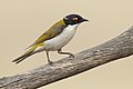 White-naped honeyeater