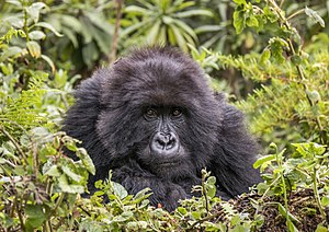 Weiblicher Berggorilla (Gorilla beringei beringei) im Vulkan-Nationalpark