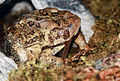 American toad eating its skin as it sheds