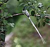 Male Asian Paradise Flycatcher