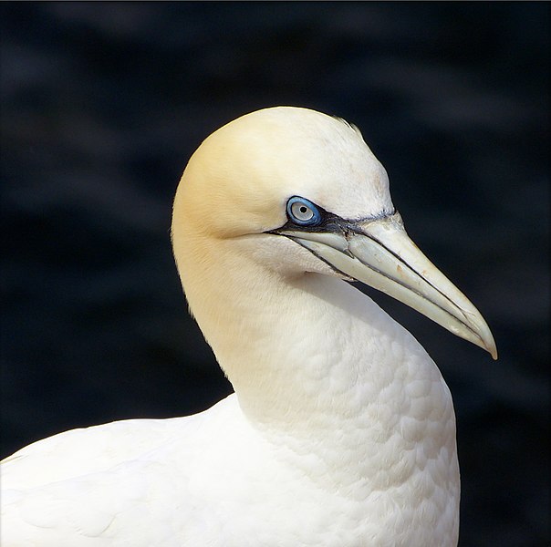 File:BasstölpelHelgoland.jpg