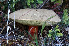 Bolet à pied rouge montrant un chapeau gris clair et un beau pied non réticulé, rouge foncé dans le bas et rouge orangé dans le haut.