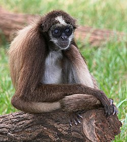 Brown Spider Monkey