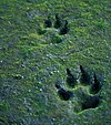 Canis lupus (gray wolf) tracks