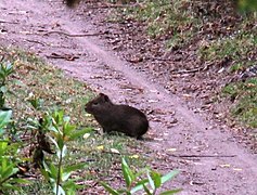 Cavia tschudii 31084241.jpg