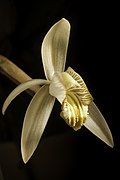 Coelogyne velutina