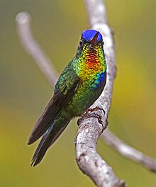 Eldstrupekolibri (Panterpe insignis)