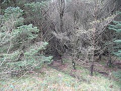 Forestry, Glen Fruin - geograph.org.uk - 723009.jpg