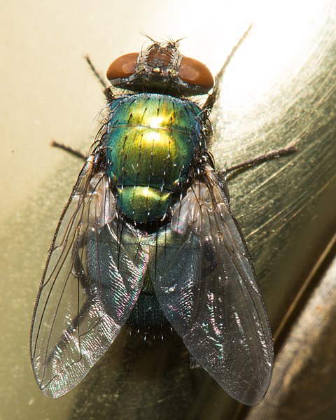 File:Lucilia sericata on doorknob - detail of fly.jpg