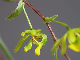 Platyrhiza quadricolor