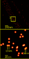 Single YFP molecule detection in a human cancer cell. Typical distance measurements 15 nm