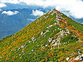 高山帯ダケカンバ林の黄葉（金峰山）（7）