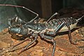 A whip scorpion