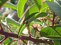 cf. genus Hippodamia, maybe H. variegata (USA-species expert needed)