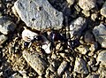 M. barbarus worker (left) and soldier (right)