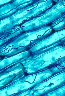 Neotyphodium coenophialum