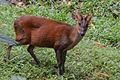 Barking deer at Thiruvananthapuram Zoo