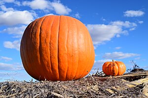 Big & Small Pumkins.JPG