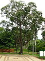 … e com poucas flores; jardim Botânico de São Paulo