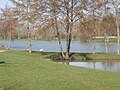 Geese and swan at the leisure lake