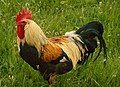 Un coq Leghorn de type moderne.