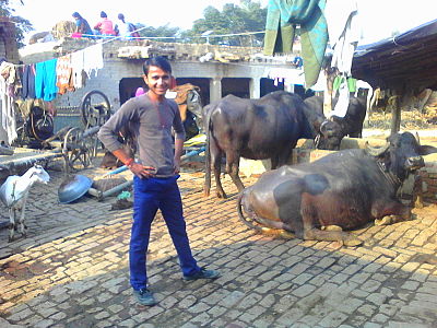 Indian man with cows