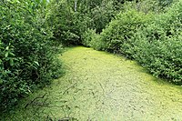 3 Schlatts nordöstlich von Lathen