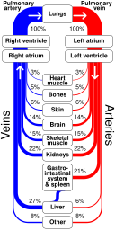 Sankey diagram human circulatory system.svg 22:08, 26 October 2015