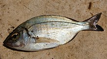 Photograph of the side of the fish. It is lying on sand