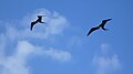 Fregata magnificens flying over North Seymour Island