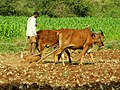 Image 43An Indian farmer with a rock-weighted scratch plough pulled by two oxen. Similar ploughs were used throughout antiquity. (from History of agriculture)