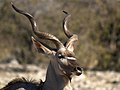   Etosha Namibia